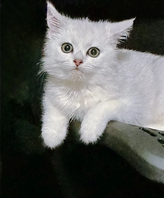 可兒的寵物貓Pico